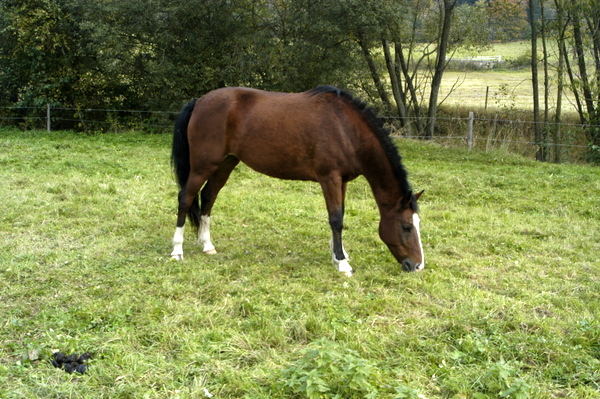 aida