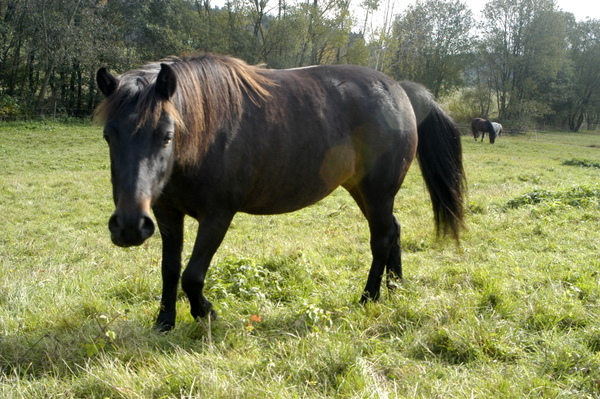 beruška