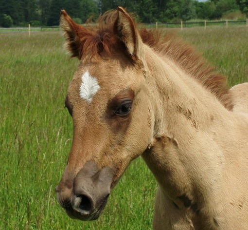 Indy Twenteena