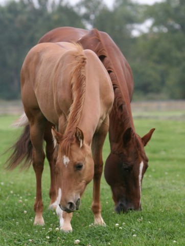 indy twenteena